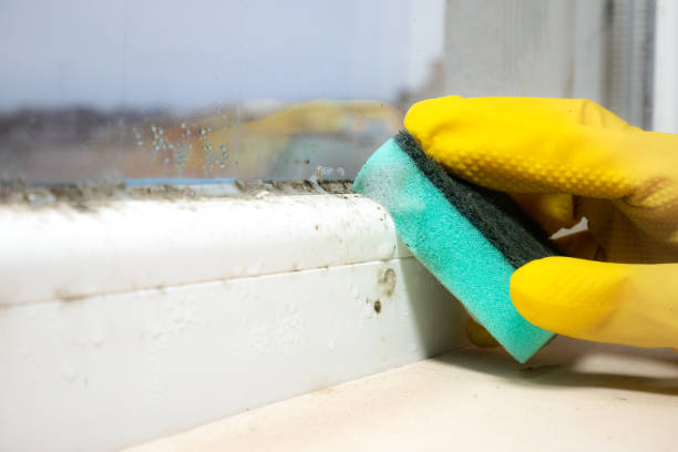 Mold Removal Process in Piperton, TN